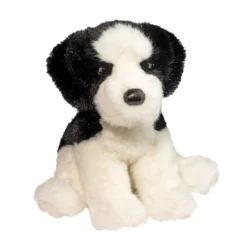 Douglas Teefer Shih Tzu Sale