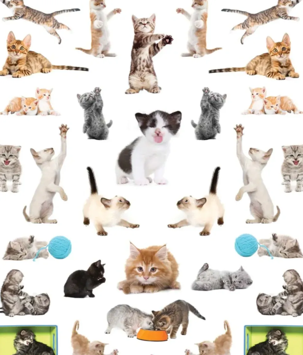 Hachette EyeLike Stickers: Kittens Online