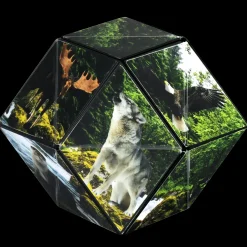 Fun in Motion Toys Shashibo Animal Series: Forest Outlet